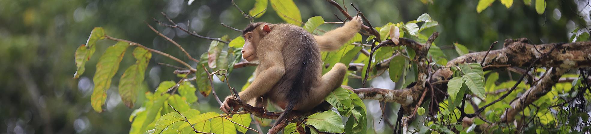 Monkey in Borneo, Malaysia