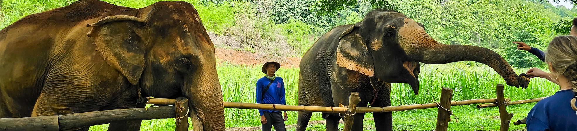 Elephant Park, Thailand