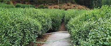 Dragon Well Tea Plantation