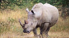Rhinoceros, One of the Big Five, South Africa