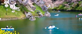 Best Places to See Cherry Blossoms in Japan