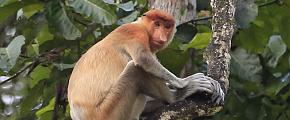 Proboscis Monkey in Borneo
