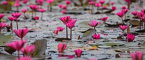 Red Lotus Lake