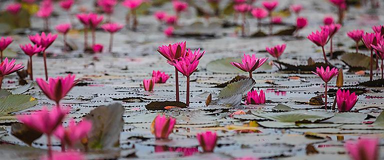 Red Lotus Lake