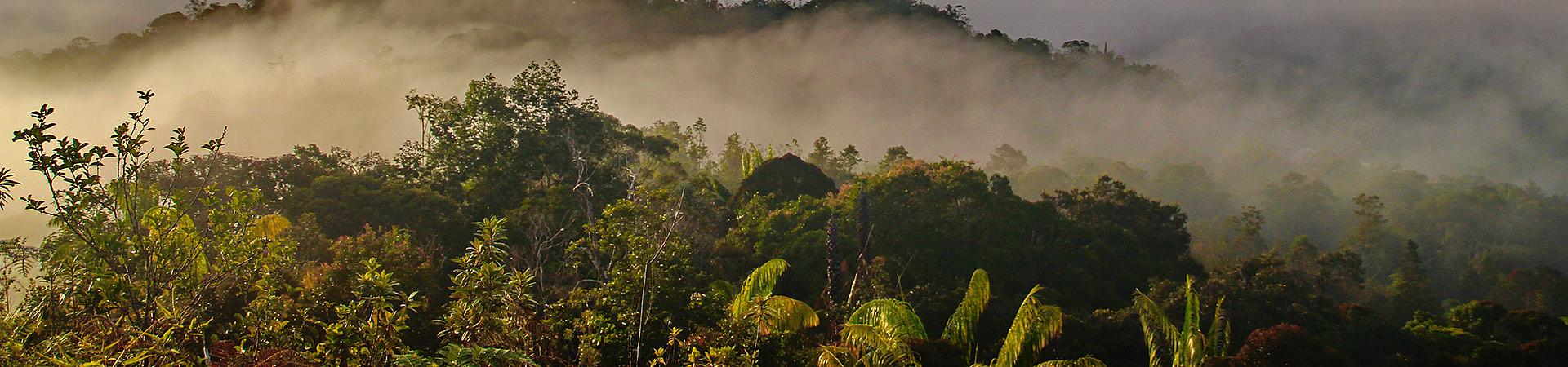 Sabah Bario Highlands