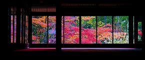 Fall Foliage in Japan