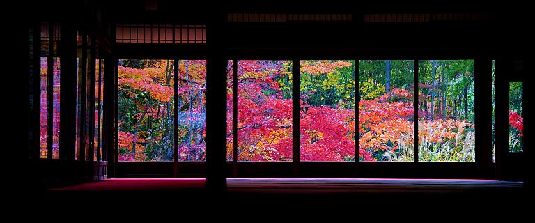 Fall Foliage in Japan