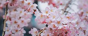 Cherry Blossoms in Japan