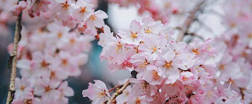 Cherry Blossoms in Japan
