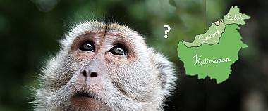 Sabah Curious Monkey