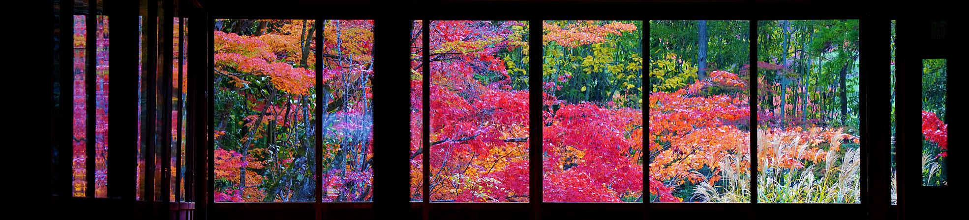 Fall Foliage in Japan