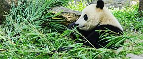 Giant Panda Bear of China