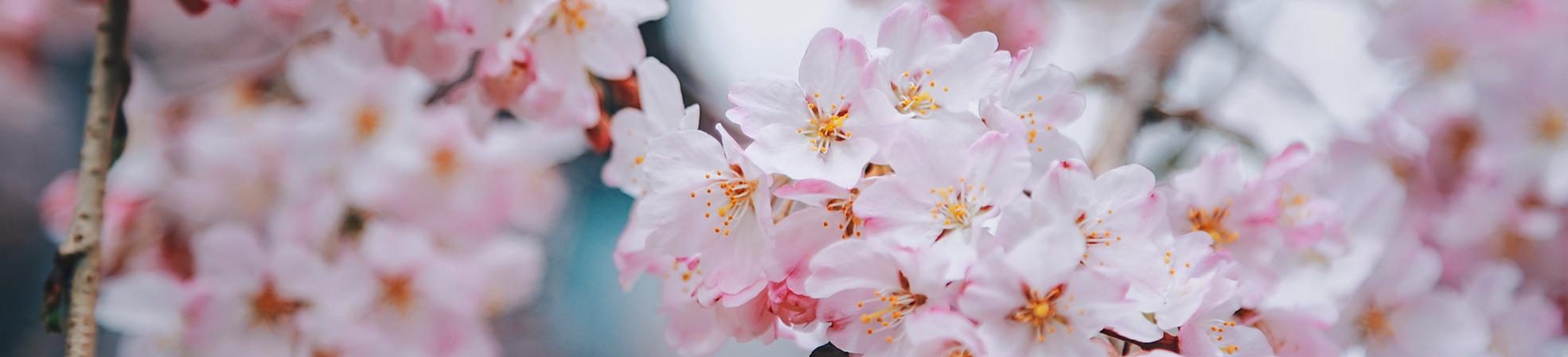 Cherry Blossoms in Japan