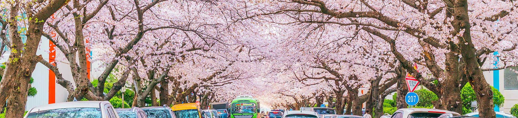 How to Plan A Trip to South Korea & Japan: Tour Idea for 12 Days