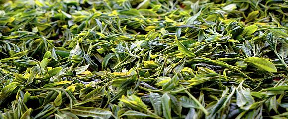 Chinese Tea | China Odyssey Tours