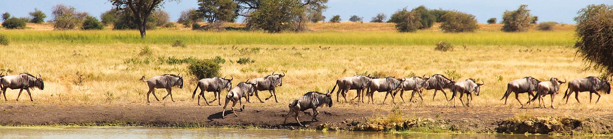 Sabi Sand Game Reserve