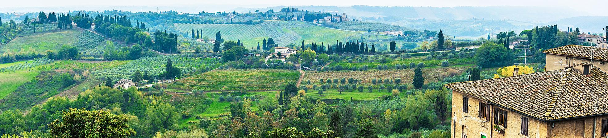 Vineyard in Italy