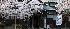 Cherry Blossom