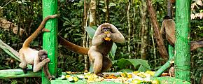 Amazon Rainforest