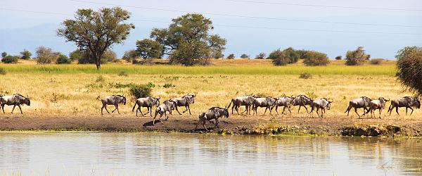 East Africa vs Southern Africa Safari: Where to Go for the Best
