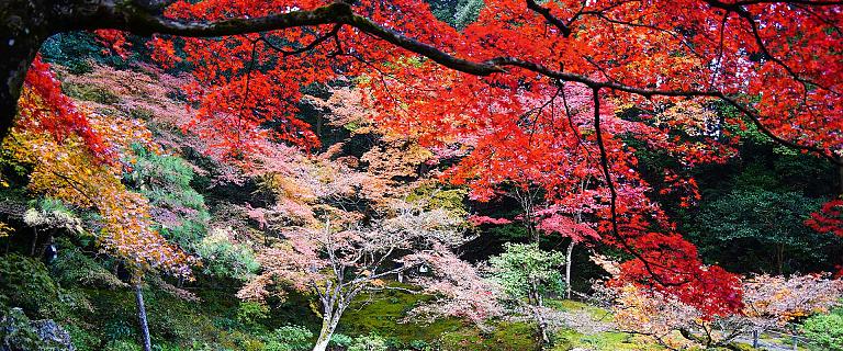 Fall Foliage