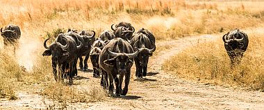 Sabi Sands Game Reserve