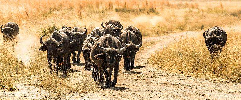 Sabi Sands Game Reserve