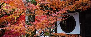 Japan Autumn Leaves