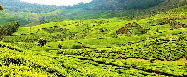 Munnar Tea Plantation
