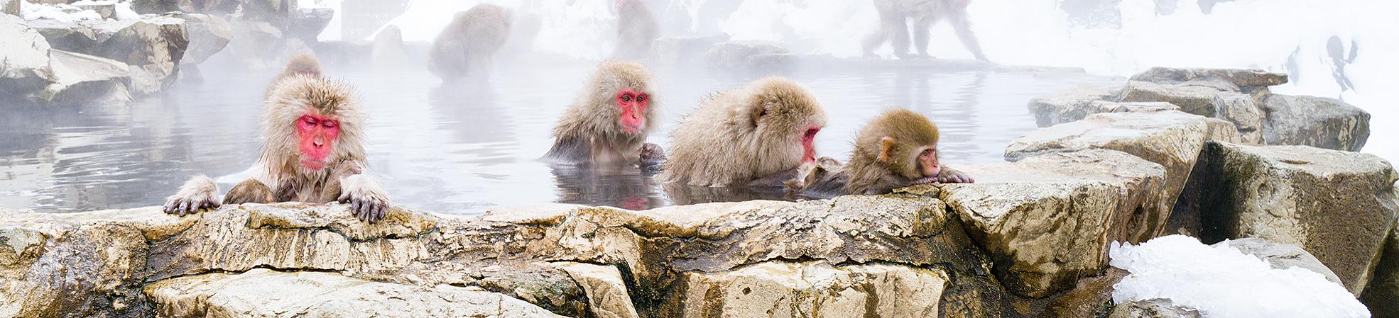 Snow Monkeys in Hot Springs