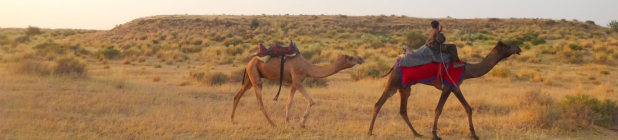 Jaisalmer Camel Ride