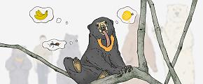 Sun Bear in Malaysia
