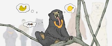Sun Bear in Malaysia