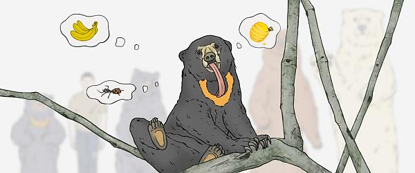 Sun Bear in Malaysia: Everything to Know