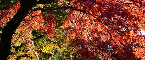Japan in October
