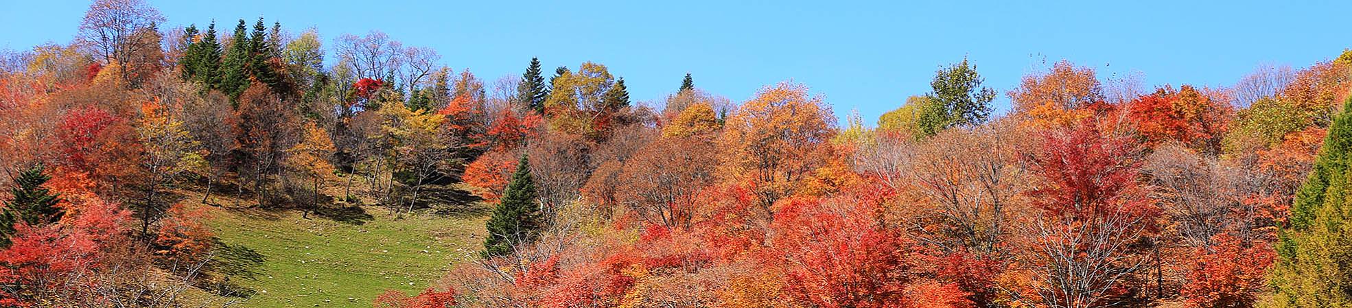 Autumn Foliage