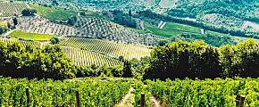 Vineyard in Italy