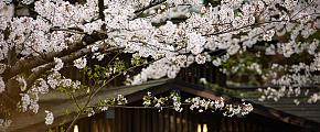 Cherry Blossom