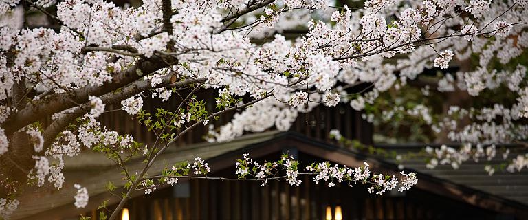 Cherry Blossom