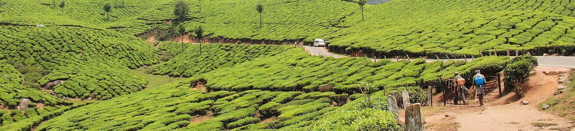 Munnar Tea Plantation