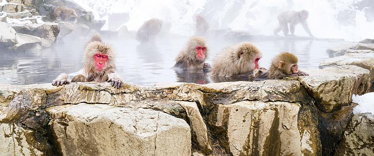 Snow Monkeys in Hot Springs