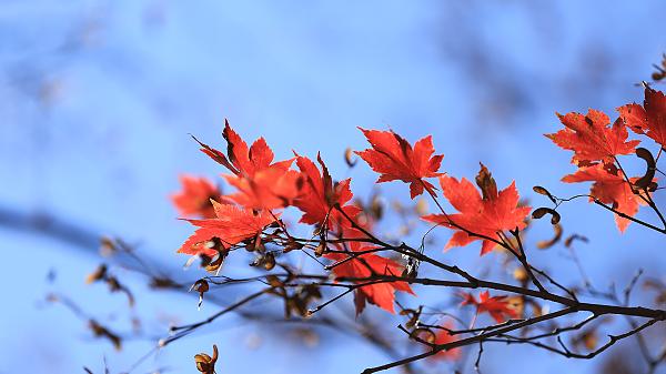 Fall foliage in China