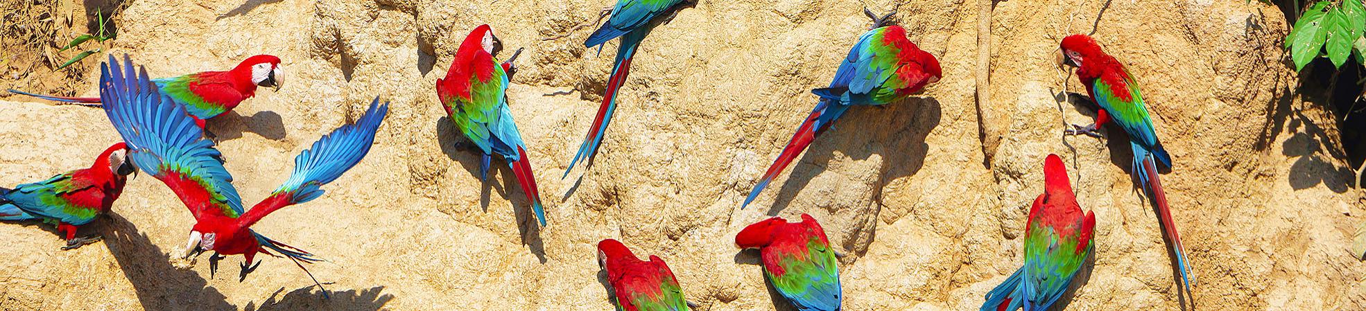 Macaws in Manu National Park of Peru