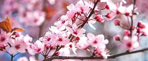 Japan Cherry Blossoms
