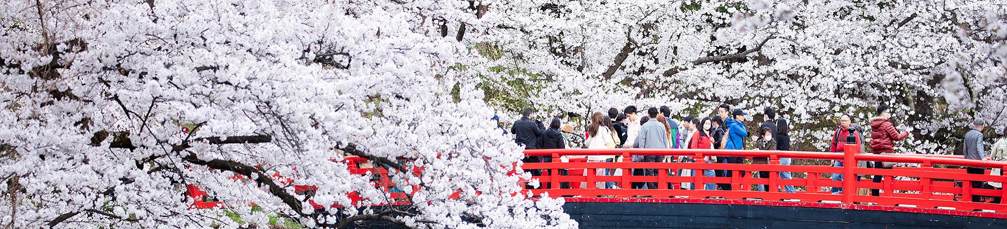 Japanese Cherry Blossom Viewing