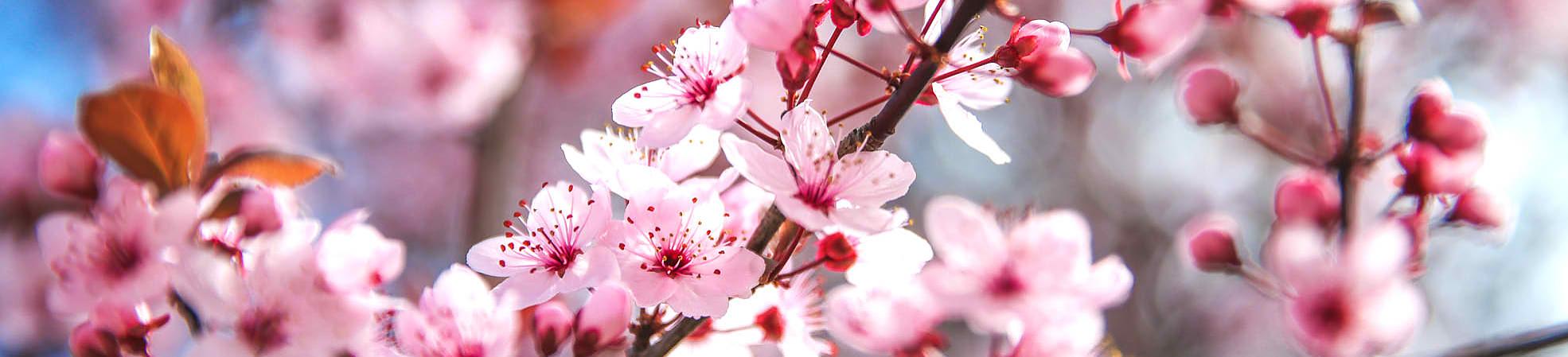 Japan Cherry Blossoms