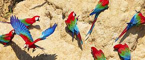 Macaws in Manu National Park of Peru