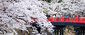 Japanese Cherry Blossom Viewing