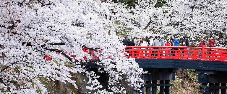 Japanese Cherry Blossom Viewing
