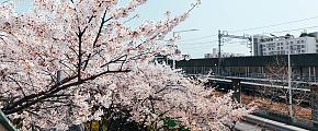 Cherry Blossoms in Seoul